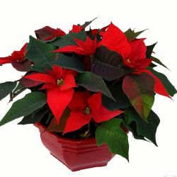 P300C - Coupe D27 Corolle x3 Poinsettias
