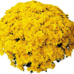 Multifleurs 25x25 Polco Jaune