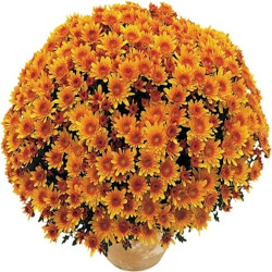 Multifleurs 30x30 Yahou Abricot