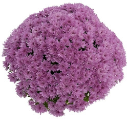 Multifleurs 30x30 Yahou Prune