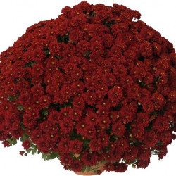 Multifleurs 50x50 Lilou Rouge
