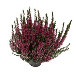 Bruyère Calluna Garden Girl Rose