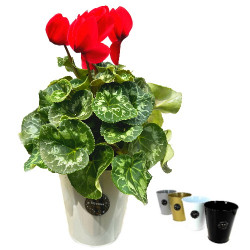 Cycla. 7/10 Fl. Pot festif zinc