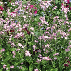 Myosotis des Alpes Rose