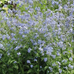 Myosotis des Alpes Bleu Indigo