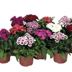 Oeillet Barbatus Barbarini Mix