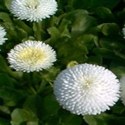 Pâquerette Pomponnette Blanc