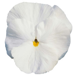 Pensée Delta Pure White