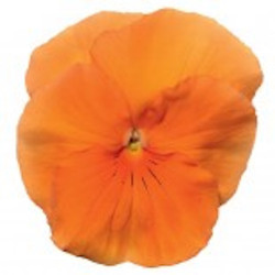 Pensée Delta Pure Orange