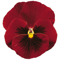 Pensée Delta Pure Red