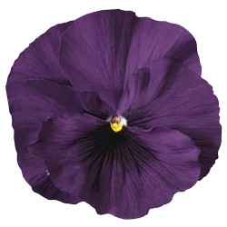 Pensée Delta Pure Violet