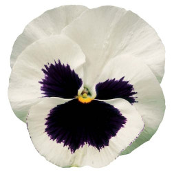Pensée Delta White with blotch
