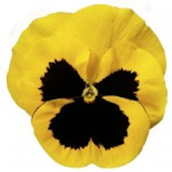 Pensée Delta Yellow with blotch