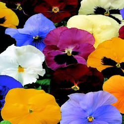 Pensée Delta Pure Colours Mix
