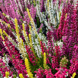 Bruyère Calluna Beauty L. Tricolore
