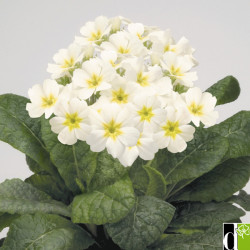Prim. Eliator Crescendo/Stieletto Blanc