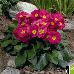 Prim. Eliator Crescendo /Stieletto Rose