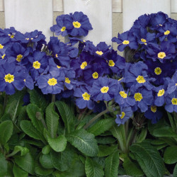 Prim. Eliator Crescendo /Stieletto Bleu