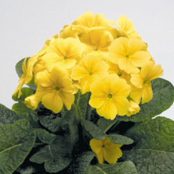 Prim. Eliator Crescendo/Stieletto Jaune
