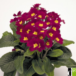 Prim. Eliator Crescendo/ Stieletto Red Flame