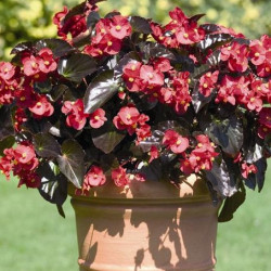 Bégonia Benariensis Big Rouge FF