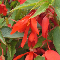 Bégonia Boliviensis Bonfire