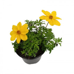 Bidens Orange ou Jaune