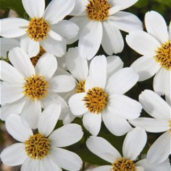 Bidens Pirate's Pearl