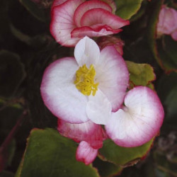 Bégonia Bicolore FV Ambas.