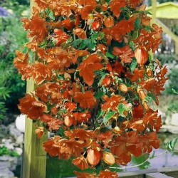 Bégonia Illumination Orange