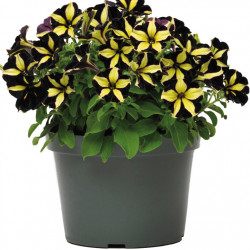 Pétunia Mystical Phantom
