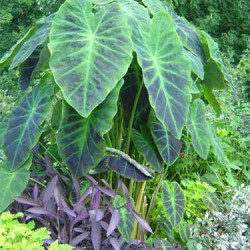 Colocasia Illustris