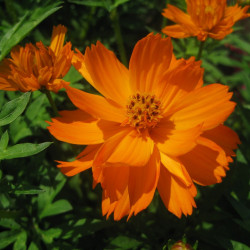 Cosmos Sulphureux Cosmic Orange