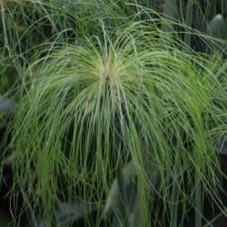 Papyrus Cyperus Akhenaton