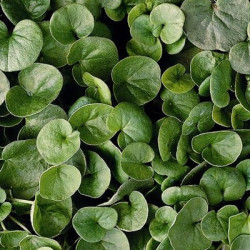 Dichondra Emerald Falls