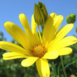 Dimorphotéca Spring Flash Jaune