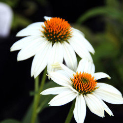 Echinacéa Pur. PowWow White
