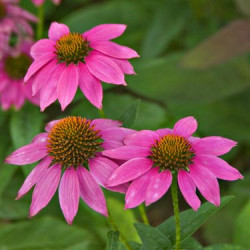 Echinacéa Pur. PowWow Wild Berry