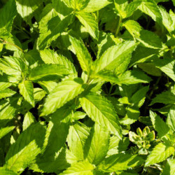 Menthe Verte Swiss