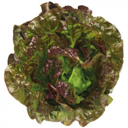Batavia Rouge Grenobloise