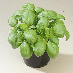 Basilic Grand Vert