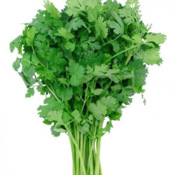 Coriandre