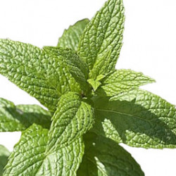 Menthe Verte