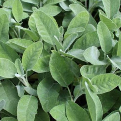 Sauge Officinale