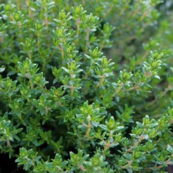 Thym d'Hiver Vulgaris
