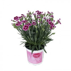Dianthus Pink Kiss