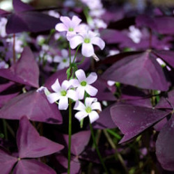 Oxalis