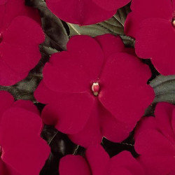 Impa. Simple Dezire Cherry