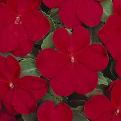Impa. Simple Dezire Cranberry
