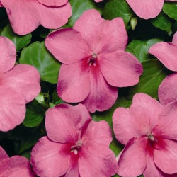 Impa. Simple Dezire Deep Pink